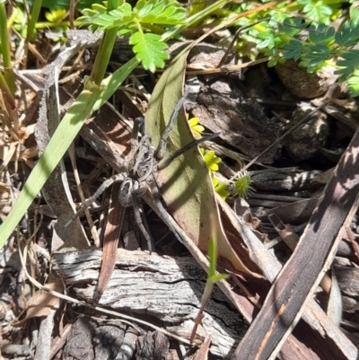 Tasmanicosa sp. (genus) (Unidentified Tasmanicosa wolf spider) at Goorooyarroo NR (ACT) - 6 Nov 2020 by YumiCallaway