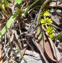 Tasmanicosa sp. (genus) at Forde, ACT - 6 Nov 2020