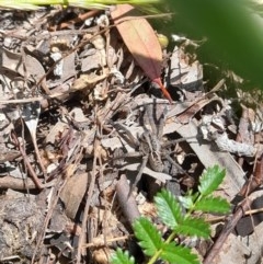 Tasmanicosa sp. (genus) at Forde, ACT - 6 Nov 2020