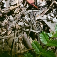 Tasmanicosa sp. (genus) at Forde, ACT - 6 Nov 2020