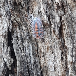 Monophlebulus sp. (genus) at Forde, ACT - 6 Nov 2020