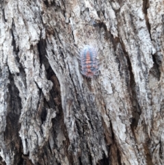 Monophlebulus sp. (genus) at Forde, ACT - 6 Nov 2020