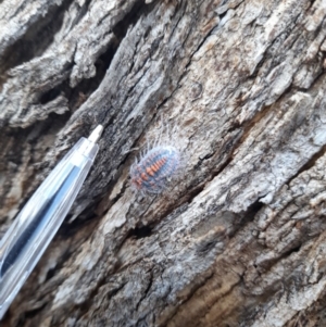 Monophlebulus sp. (genus) at Forde, ACT - 6 Nov 2020