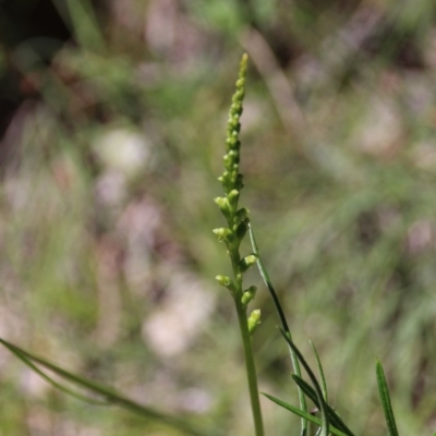 Microtis sp. (Onion Orchid) at Mount Majura - 9 Nov 2020 by petersan