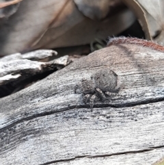 Maratus vespertilio at Forde, ACT - suppressed