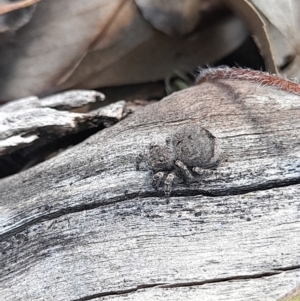 Maratus vespertilio at Forde, ACT - suppressed