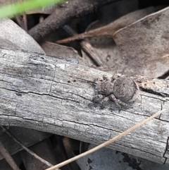 Maratus vespertilio at Forde, ACT - suppressed