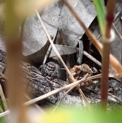 Maratus vespertilio at Forde, ACT - suppressed