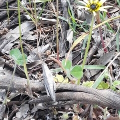 Goniaea australasiae (Gumleaf grasshopper) at Goorooyarroo NR (ACT) - 6 Nov 2020 by YumiCallaway