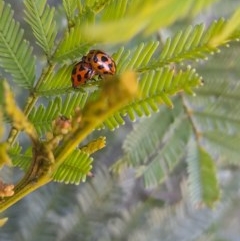 Peltoschema oceanica (Oceanica leaf beetle) at Goorooyarroo NR (ACT) - 6 Nov 2020 by YumiCallaway