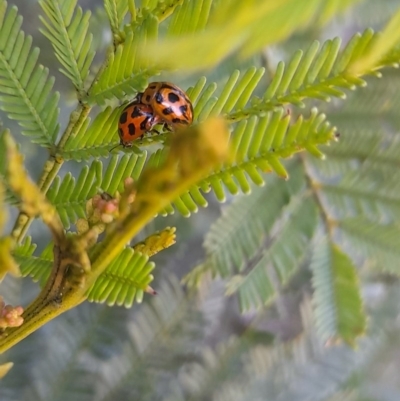 Peltoschema oceanica (Oceanica leaf beetle) at Forde, ACT - 6 Nov 2020 by YumiCallaway