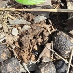 Drymaplaneta sp. (genus) (Unidentified Wood Runner) at Goorooyarroo NR (ACT) - 6 Nov 2020 by YumiCallaway