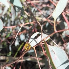 Paropsisterna cloelia (Eucalyptus variegated beetle) at Goorooyarroo NR (ACT) - 6 Nov 2020 by YumiCallaway