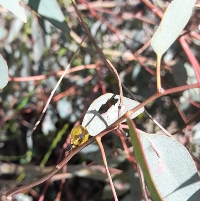 Paropsisterna cloelia (Eucalyptus variegated beetle) at Goorooyarroo NR (ACT) - 6 Nov 2020 by YumiCallaway