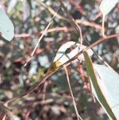 Paropsisterna cloelia at Forde, ACT - 6 Nov 2020 12:51 PM