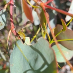 Paropsisterna cloelia at Forde, ACT - 6 Nov 2020 12:51 PM