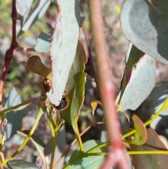 Paropsisterna cloelia at Forde, ACT - 6 Nov 2020 12:51 PM