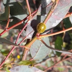 Paropsisterna cloelia at Forde, ACT - 6 Nov 2020 12:51 PM