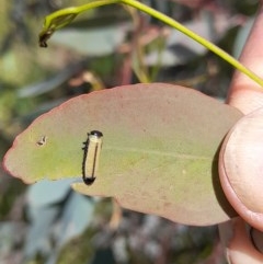 Paropsisterna cloelia (Eucalyptus variegated beetle) at Goorooyarroo NR (ACT) - 6 Nov 2020 by YumiCallaway