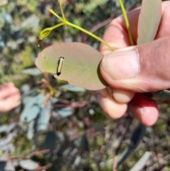 Paropsisterna cloelia at Forde, ACT - 6 Nov 2020