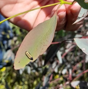 Paropsisterna cloelia at Forde, ACT - 6 Nov 2020