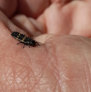 Harmonia conformis at Forde, ACT - 6 Nov 2020 12:43 PM