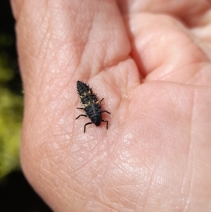 Harmonia conformis at Forde, ACT - 6 Nov 2020 12:43 PM