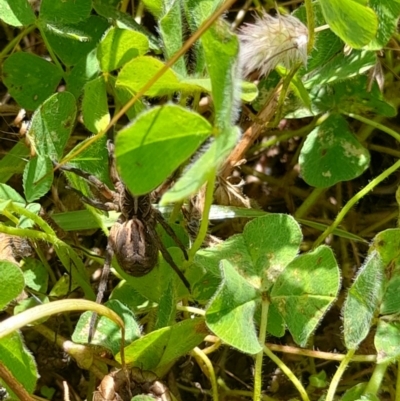 Venatrix sp. (genus) (Unidentified Venatrix wolf spider) at Goorooyarroo NR (ACT) - 6 Nov 2020 by YumiCallaway