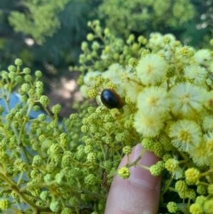 Dicranosterna immaculata (Acacia leaf beetle) at Goorooyarroo NR (ACT) - 6 Nov 2020 by YumiCallaway