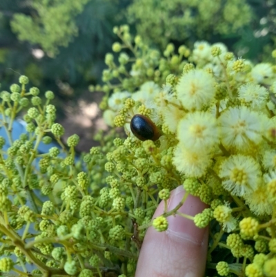 Dicranosterna immaculata (Acacia leaf beetle) at Goorooyarroo NR (ACT) - 6 Nov 2020 by YumiCallaway