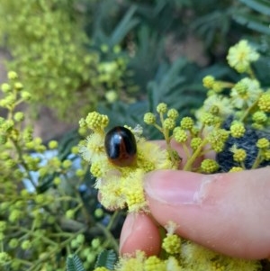 Dicranosterna immaculata at Forde, ACT - 6 Nov 2020 12:34 PM