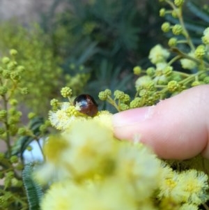 Dicranosterna immaculata at Forde, ACT - 6 Nov 2020