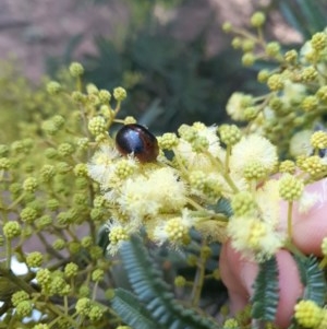 Dicranosterna immaculata at Forde, ACT - 6 Nov 2020 12:34 PM