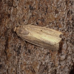 Athetis tenuis at Forde, ACT - 6 Nov 2020