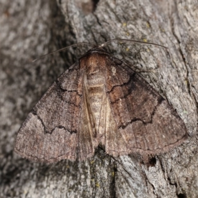 Dysbatus undescribed species (A Line-moth) at Goorooyarroo NR (ACT) - 6 Nov 2020 by kasiaaus