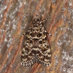 Scoparia syntaracta (A Pyralid moth) at Forde, ACT - 6 Nov 2020 by kasiaaus