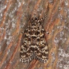 Scoparia syntaracta (A Pyralid moth) at Forde, ACT - 6 Nov 2020 by kasiaaus