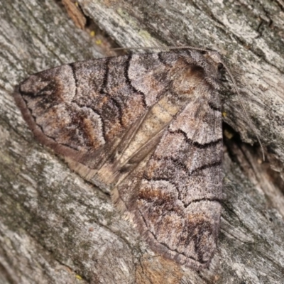 Dysbatus undescribed species (A Line-moth) at Goorooyarroo NR (ACT) - 6 Nov 2020 by kasiaaus