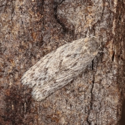 Agriophara dyscapna (A Gelechioid moth) at Forde, ACT - 6 Nov 2020 by kasiaaus