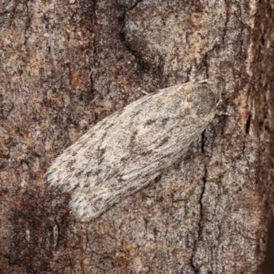 Agriophara dyscapna (A Gelechioid moth) at Goorooyarroo NR (ACT) - 6 Nov 2020 by kasiaaus
