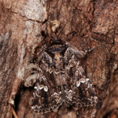 Ectopatria horologa (Nodding Saltbush Moth) at Goorooyarroo NR (ACT) - 6 Nov 2020 by kasiaaus