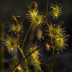 Drosera gunniana (Pale Sundew) at Black Mountain - 7 Nov 2020 by trevsci