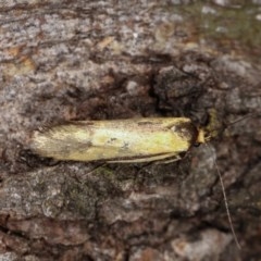 Philobota undescribed species near arabella (A concealer moth) at Goorooyarroo NR (ACT) - 6 Nov 2020 by kasiaaus