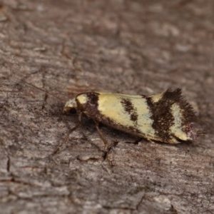 Olbonoma triptycha at Forde, ACT - 6 Nov 2020 08:48 PM