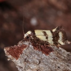 Olbonoma triptycha at Forde, ACT - 6 Nov 2020 08:48 PM