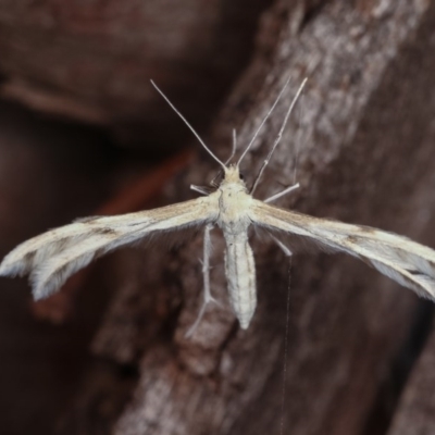 Wheeleria spilodactylus (Horehound plume moth) at Goorooyarroo NR (ACT) - 6 Nov 2020 by kasiaaus