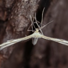 Wheeleria spilodactylus at Forde, ACT - 6 Nov 2020