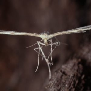 Wheeleria spilodactylus at Forde, ACT - 6 Nov 2020 08:56 PM