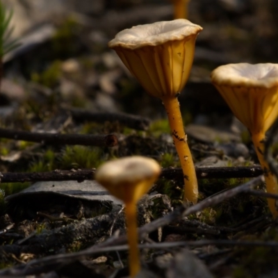 Lichenomphalia chromacea (Yellow Navel) at Black Mountain - 8 Nov 2020 by trevsci