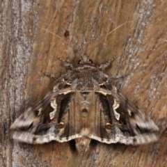 Chrysodeixis argentifera (Tobacco Looper) at Forde, ACT - 6 Nov 2020 by kasiaaus